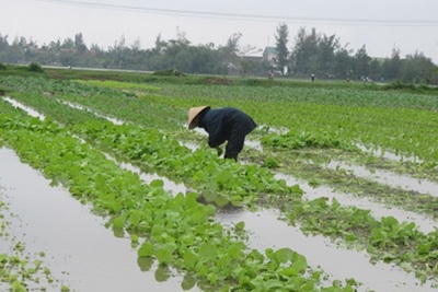 9.800ha cây trồng đang bị ngập úng do mưa lớn