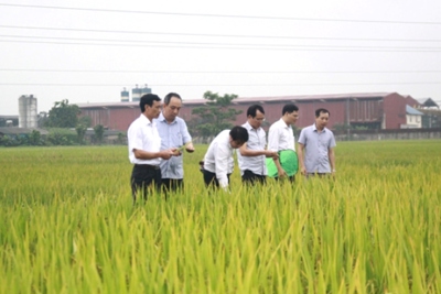Hà Nội: Chuyển đổi đất lúa cho hiệu quả kinh tế cao gấp 3 - 8 lần