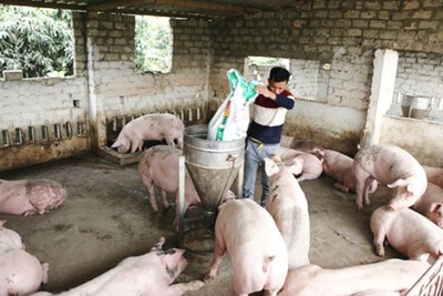 Bộ Nông nghiệp khuyến cáo gì khi tái đàn lợn sau dịch tả Châu Phi?