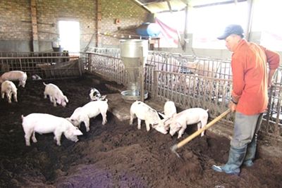 Giám sát chặt việc tái đàn lợn sau dịch