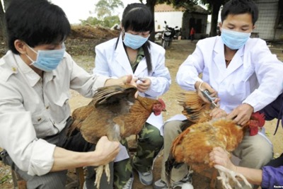 Hà Nội sẽ tổ chức 2 đợt tiêm phòng cúm gia cầm trong năm 2020