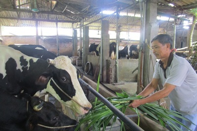 Gỡ khó cho chăn nuôi bò sữa ở Minh Châu
