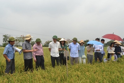 Mở rộng sản xuất lúa Japonica: Triển vọng cho xuất khẩu gạo Hà Nội