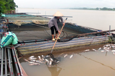 Hồ Hòa Bình xả đáy: Nhiều hộ nuôi cá lồng tại Ba Vì thiệt hại nặng