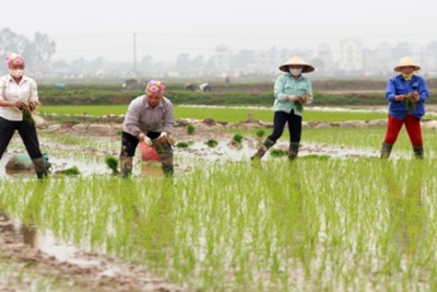 Lượng mưa thấp, Bắc Bộ nguy cơ thiếu nước tưới dưỡng lúa Xuân