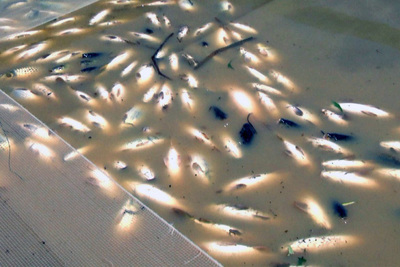 Bộ Tài nguyên & Môi trường đề nghị Đồng Nai xác định nguyên nhân cá chết trên sông La Ngà