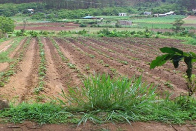 Bồi thường, hỗ trợ khi Nhà nước thu hồi đất nông nghiệp vượt hạn mức