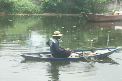 Cá chết nổi trắng kênh Phú Lộc ở Đà Nẵng