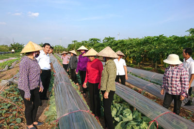 Hà Đông: Mô hình sản xuất rau trái vụ thu nhập hàng trăm triệu đồng mỗi héc-ta/năm
