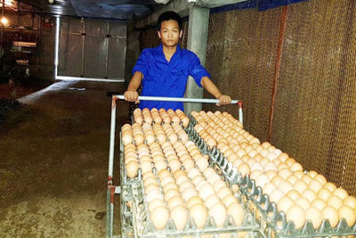 Thành công từ chăn nuôi gà đẻ trứng