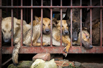 5 triệu chó và 1 triệu mèo bị giết lấy thịt tại Việt Nam hằng năm