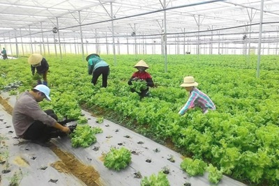 Đà Nẵng xây dựng vùng nông nghiệp ứng dụng công nghệ cao