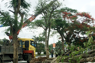 Hải Phòng: Vụ chặt hạ cây đã được trồng lại