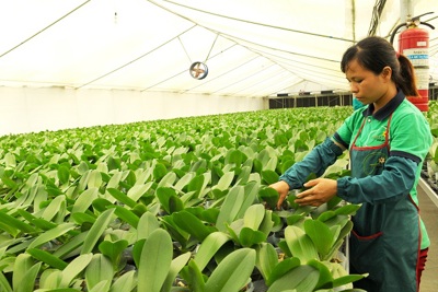 Nông nghiệp Hà Nội: Lấy công nghệ cao làm trọng tâm