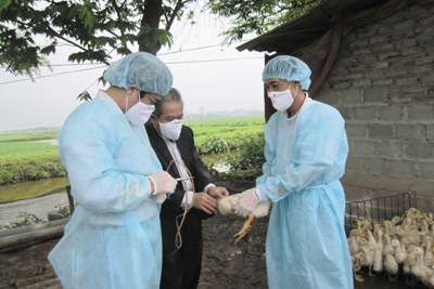 Hà Nội xuất hiện ổ dịch cúm A/H5N6 trên đàn gia cầm