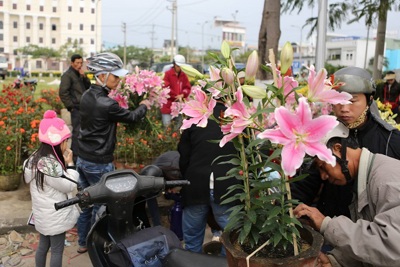 Đà Nẵng đấu giá 164 lô bày bán chợ hoa Tết