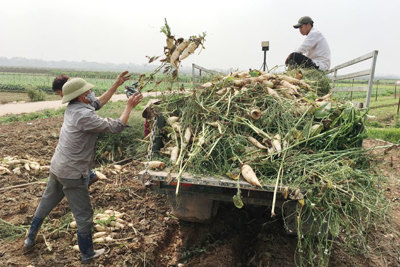 Có khoảng 20ha củ cải, su hào bị thất thu