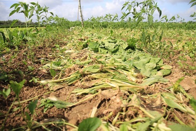 Giá rớt thảm hại, nông dân Quảng Ngãi nhổ bỏ rau tại ruộng