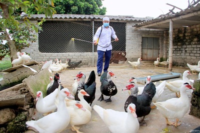 Quảng Ninh, Hải Phòng chủ động phòng chống dịch cúm gia cầm