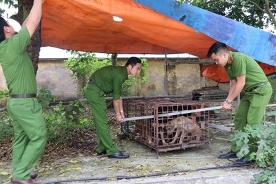 Vụ cháu bé bị chó cắn ở Hưng Yên: Giao đàn chó về cơ quan công an