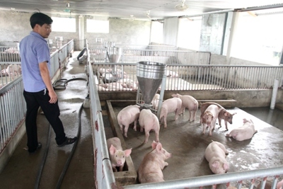 Hà Nội đã tiêu hủy trên 70.500 con lợn giống