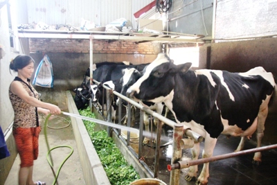 Sản lượng sữa bò của Hà Nội đạt 106 tấn/ngày