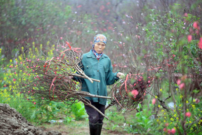 Thời tiết thất thường, người trồng đào Nhật Tân tìm đủ cách bảo vệ cây