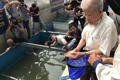 [Ảnh] Hà Nội: Thả cá Koi Nhật Bản xuống nơi thí điểm tại sông Tô Lịch và Hồ Tây