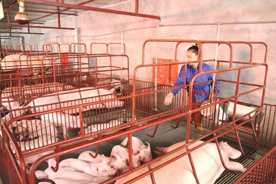 Chăn nuôi lợn an toàn sinh học: Hướng đi bền vững
