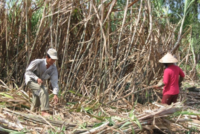 Thủ tướng Chính phủ Nguyễn Xuân Phúc: Ngành mía đường phải cạnh tranh sòng phẳng