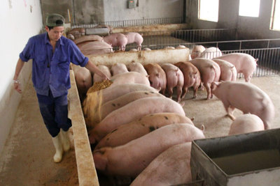 Giải pháp ngăn lây lan dịch tả lợn