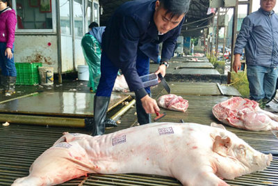 Kiểm soát dịch tả lợn tại lò mổ lớn nhất Thủ đô
