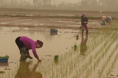 Nông dân Đồng Tâm hồ hởi xuống đồng