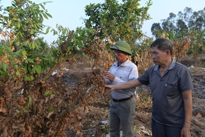 Hưng Yên: Gần 300 cây ăn quả của người dân bị đốt trụi