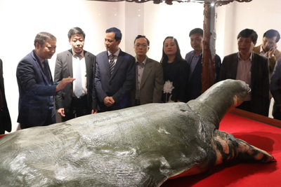 Bàn giao mẫu vật Rùa Hồ Gươm: Làm nổi bật giá trị di sản Thủ đô