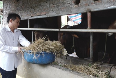 Minh Châu phát huy lợi thế chăn nuôi bò