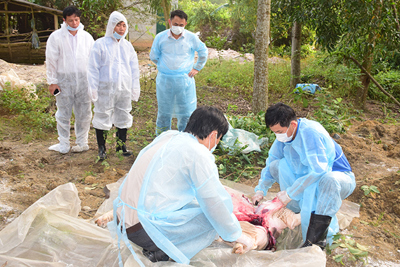 Dịch tả lợn châu Phi lan đến Thừa Thiên Huế, đã có 19 tỉnh thành xuất hiện dịch