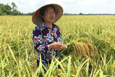 Sản xuất lúa gạo hữu cơ: Lợi ích “kép”
