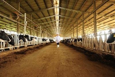 TH true Milk sẽ đầu tư trang trại bò sữa tại Quảng Ninh