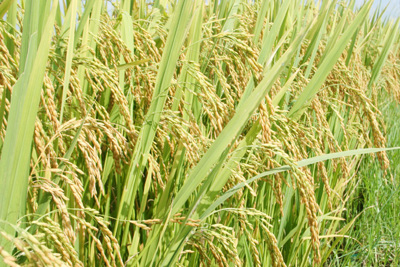 HDT10 là giống lúa cho năng suất cao, chất lượng gạo tốt