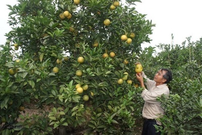 Chuyển đổi cơ cấu cây trồng tại huyện Gia Lâm: Quy hoạch đi trước một bước