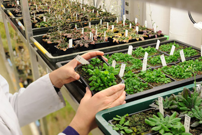 Nghiên cứu, chọn tạo giống cây trồng: Chậm đổi mới sẽ tụt hậu