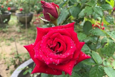 "Thủ phủ" hoa hồng ở Quảng Ngãi