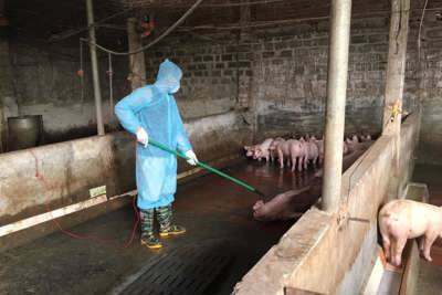 Đảm bảo tính nhân đạo trong tiêu hủy lợn mắc dịch tả châu Phi