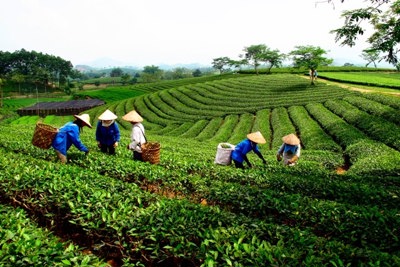 Quyết tâm hoàn thành mục tiêu về sắp xếp, đổi mới công ty nông, lâm nghiệp