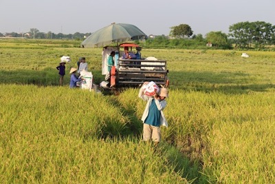 Hà Nội đã thu hoạch 62% diện tích lúa Xuân 2019