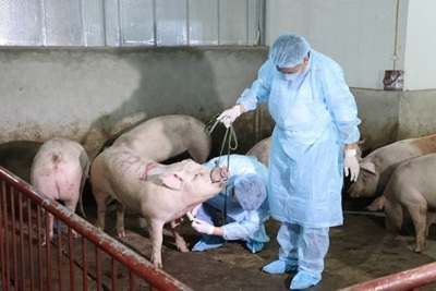 Khuyến cáo du khách Việt nhập cảnh Đài Loan không mang chế phẩm từ thịt lợn