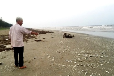 Hà Tĩnh: Phát hiện hàng tấn cá chết trôi dạt vào bờ biển