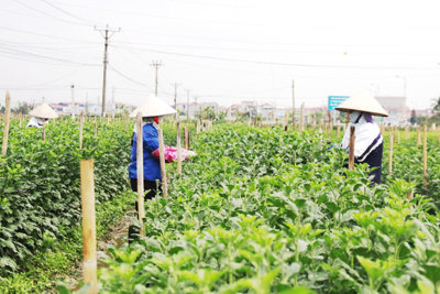 Phát triển nông nghiệp quy mô lớn: Doanh nghiệp khó tiếp cận đất đai