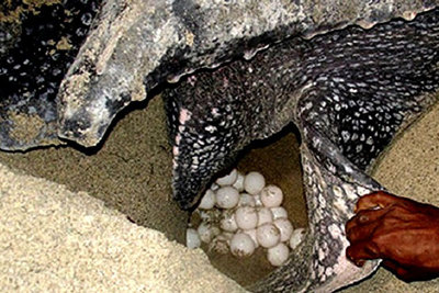 Về Côn Đảo xem rùa đẻ trứng